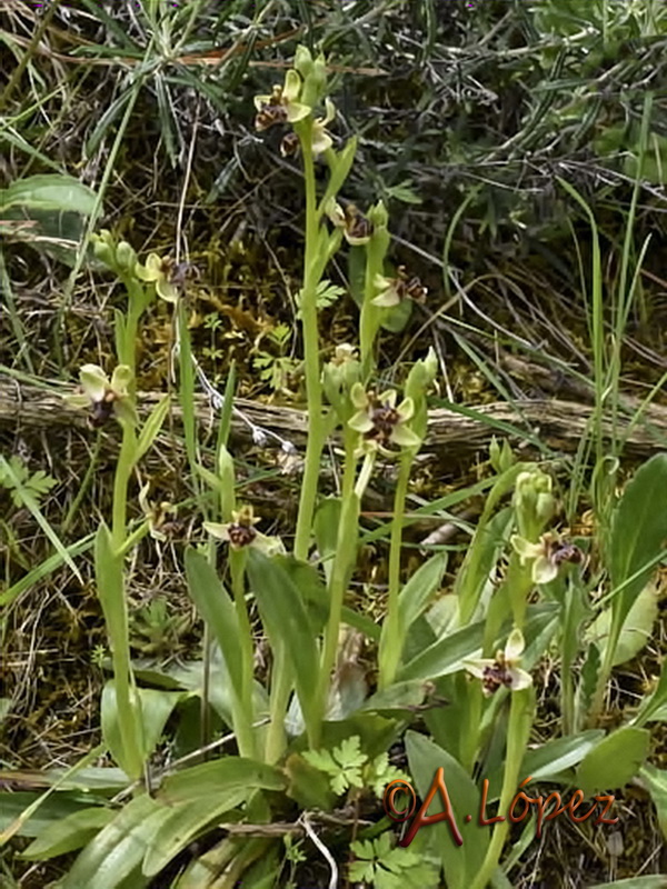 Ophrys x olbiensis.01
