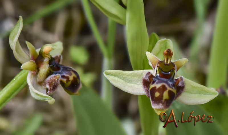 Ophrys x olbiensis.02