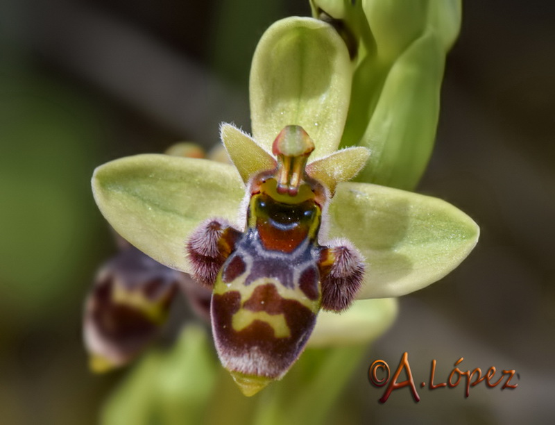 Ophrys x olbiensis.05