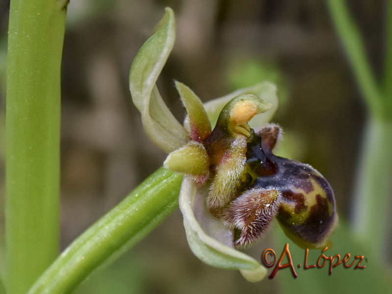 Ophrys x olbiensis.06