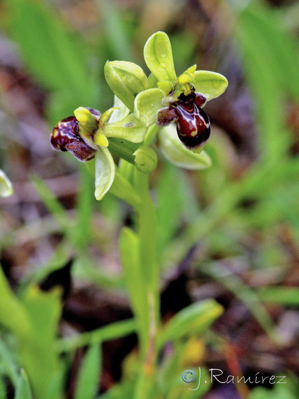 Ophrys x olbiensisi.08