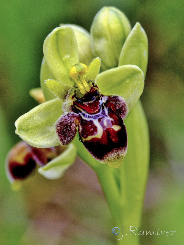 Ophrys x olbiensisi.10