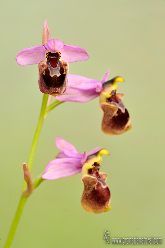 Ophrys x peltieri wl1 DSC0163