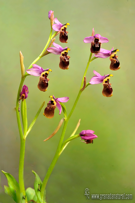 Ophrys x peltieri wl1 DSC0160