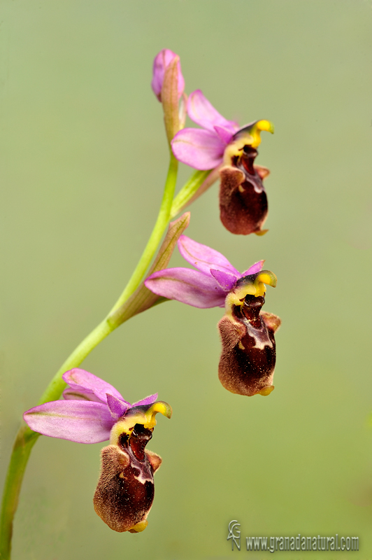 Ophrys x peltieri wl1 DSC0166