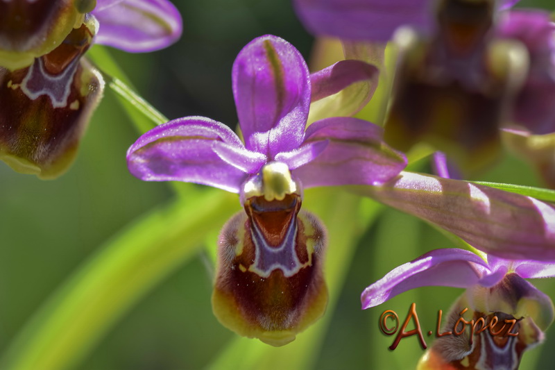 Ophrys x peltieri.01