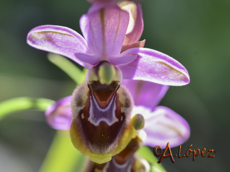 Ophrys x peltieri.02