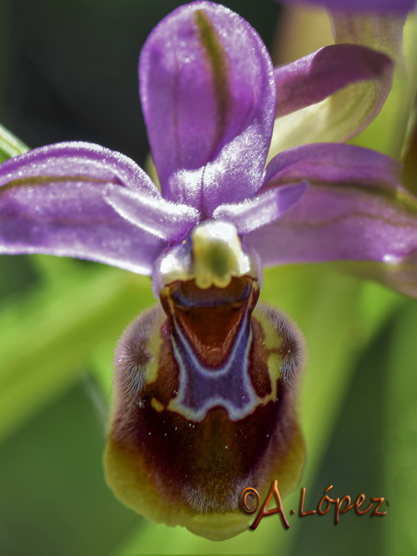 Ophrys x peltieri.03