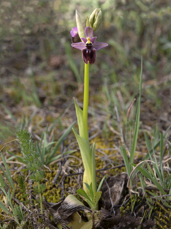 Ophrys rozasii.01