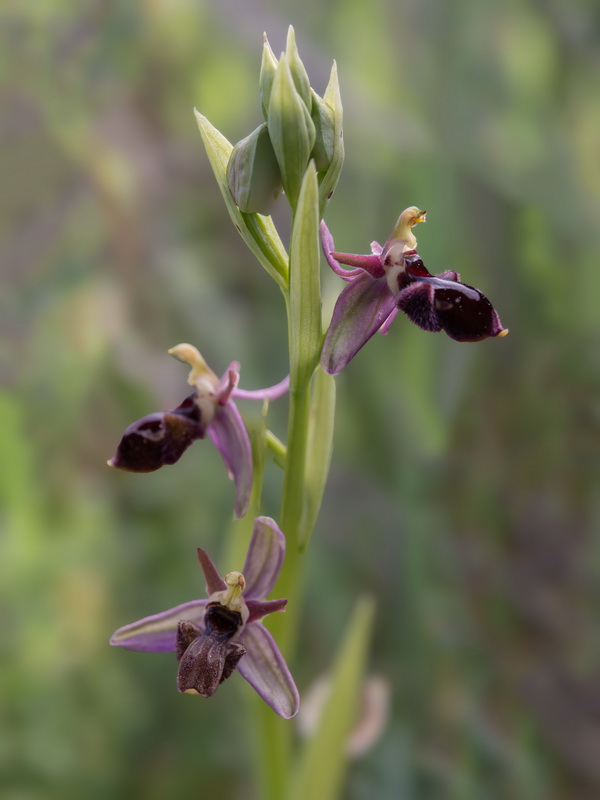Ophrys rozasii.02