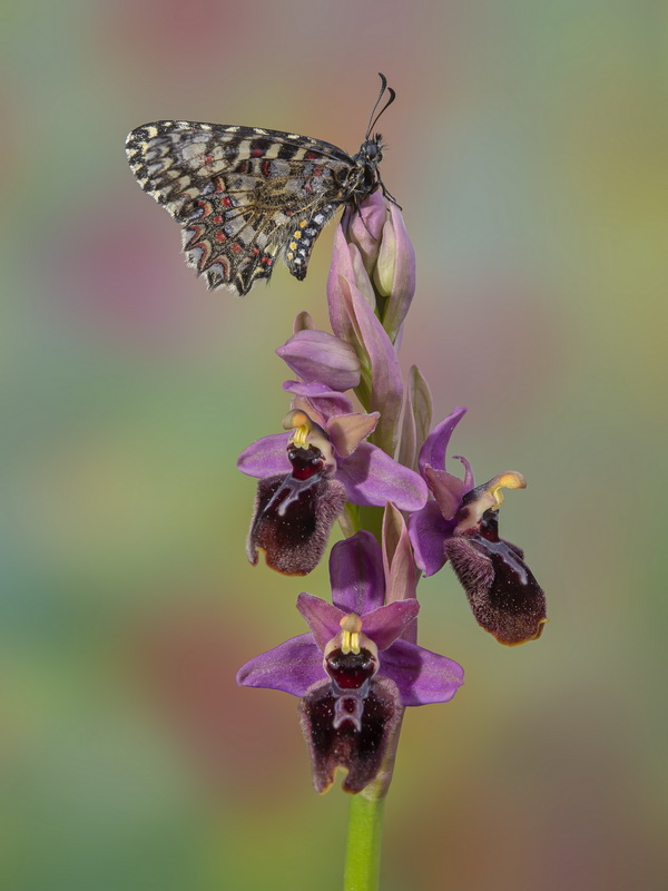 Ophrys rozasii.04