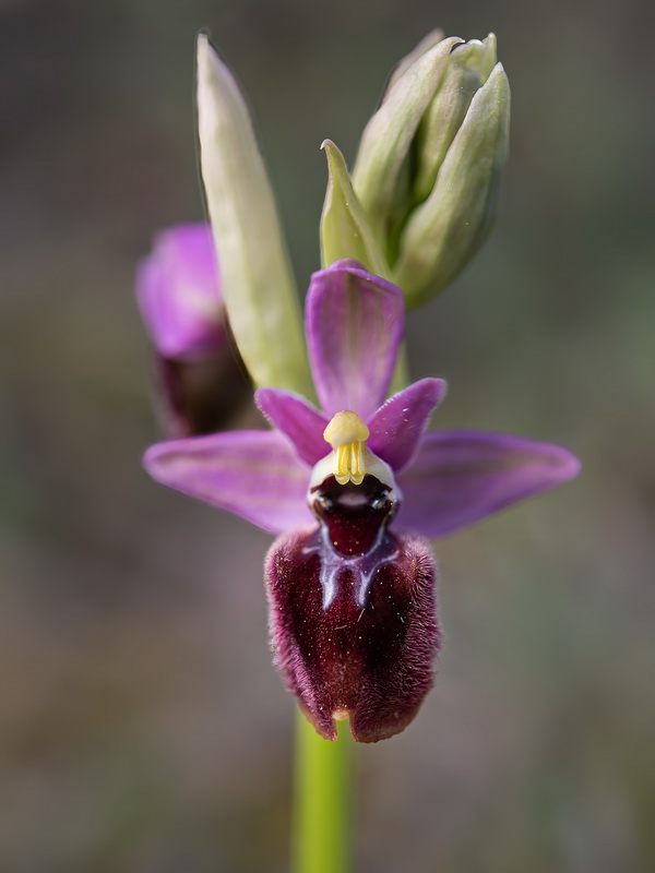 Ophrys rozasii.05