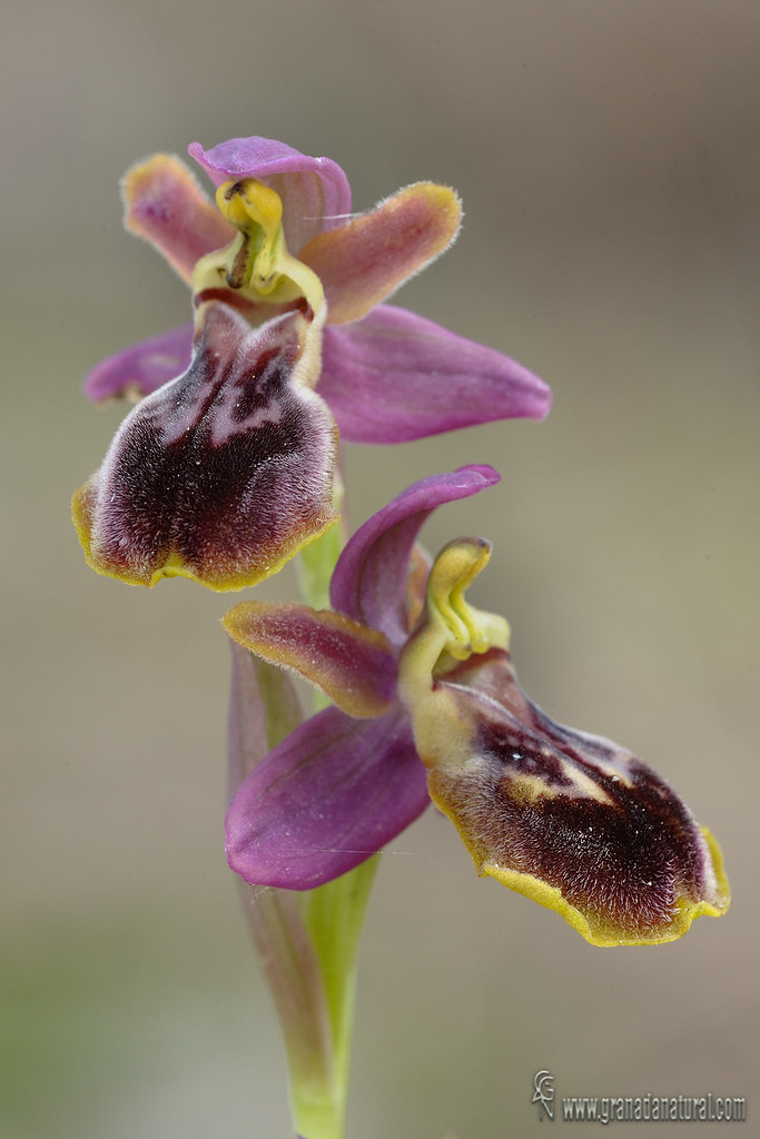 Ophrys x sancti leonardi