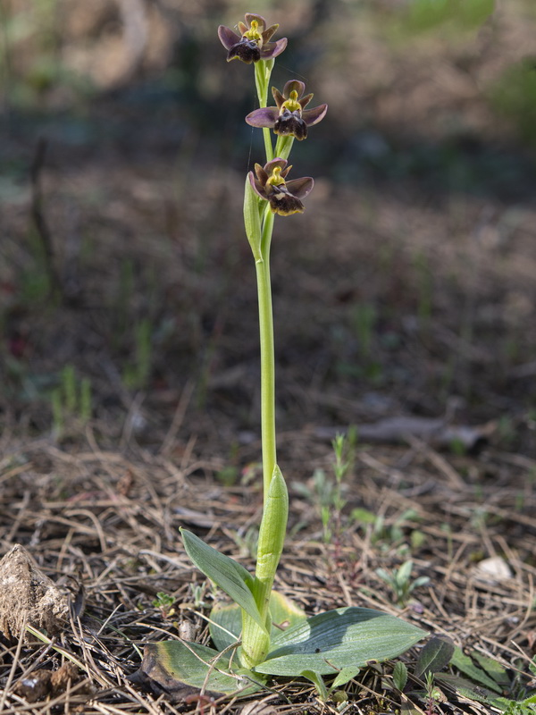 Ophrys x sancti leonardi.01