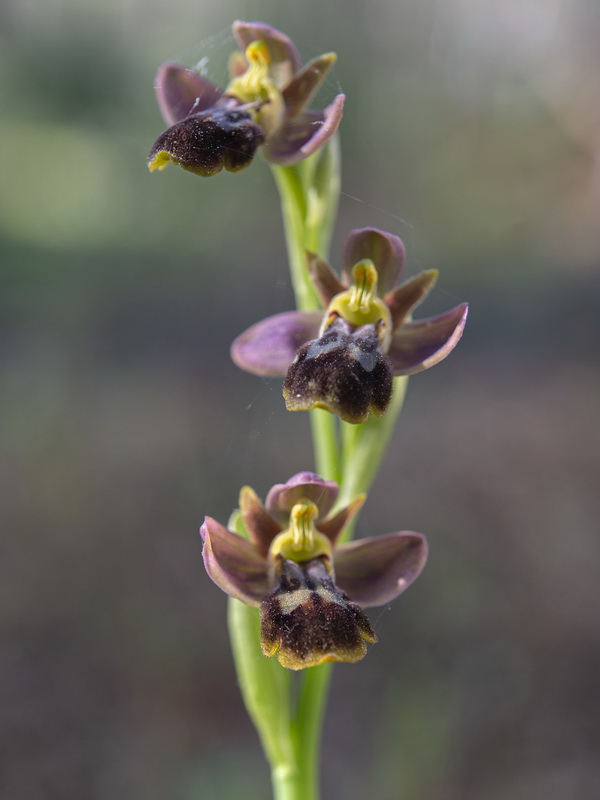 Ophrys x sancti leonardi.05