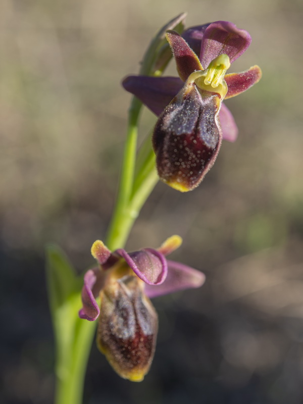 Ophrys x sancti leonardi.08