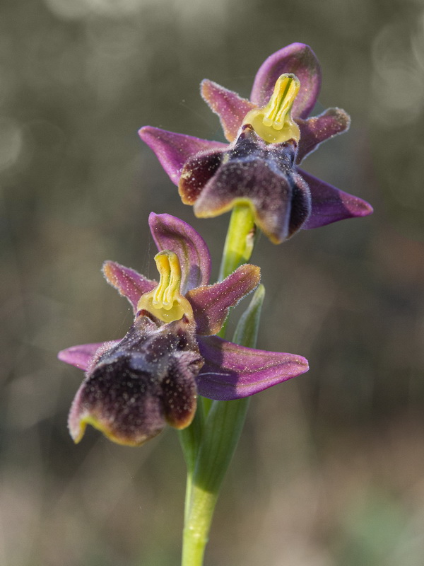 Ophrys x sancti leonardi.10