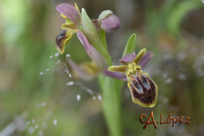 Ophrys x sancti leonardi.13