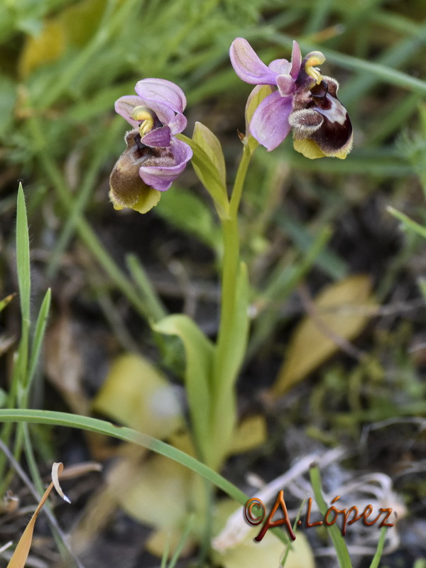 Ophrys x sommieri.01