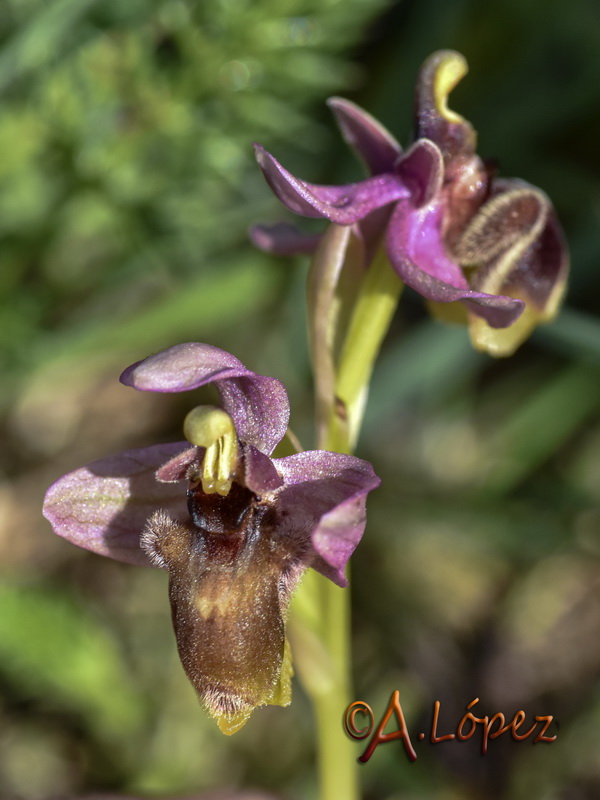 Ophrys x sommieri.02
