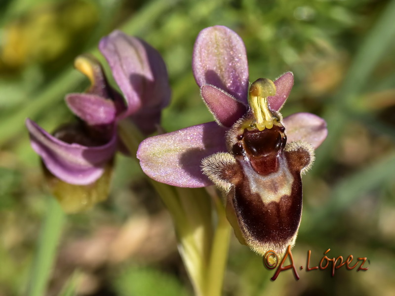 Ophrys x sommieri.03