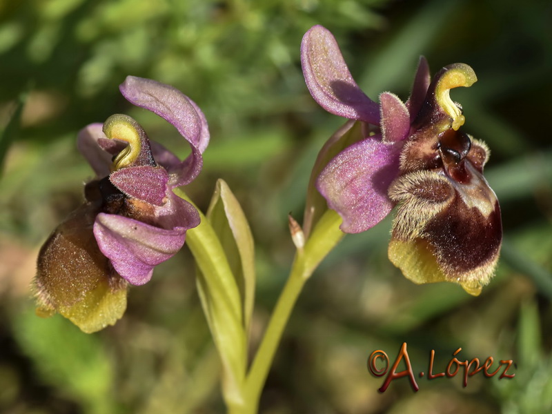 Ophrys x sommieri.04