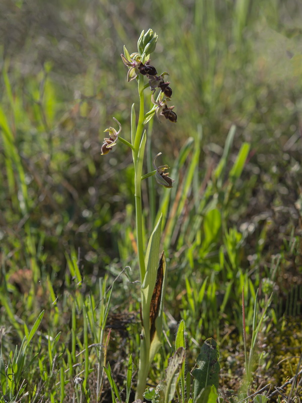 Ophrys × maimonensis.01