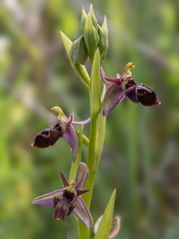 Ophrys × maimonensis.02