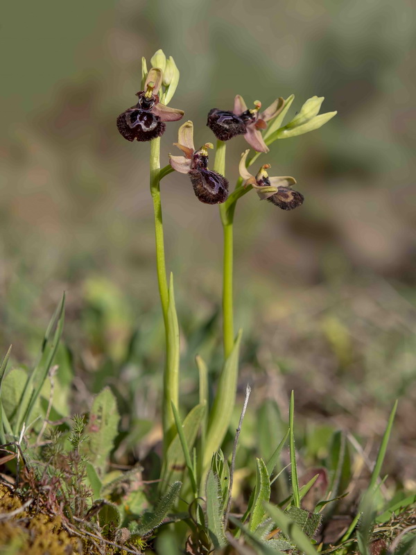 Ophrys pantaliciensis.01