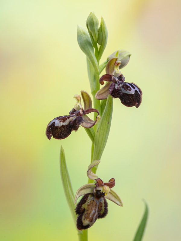 Ophrys pantaliciensis.02