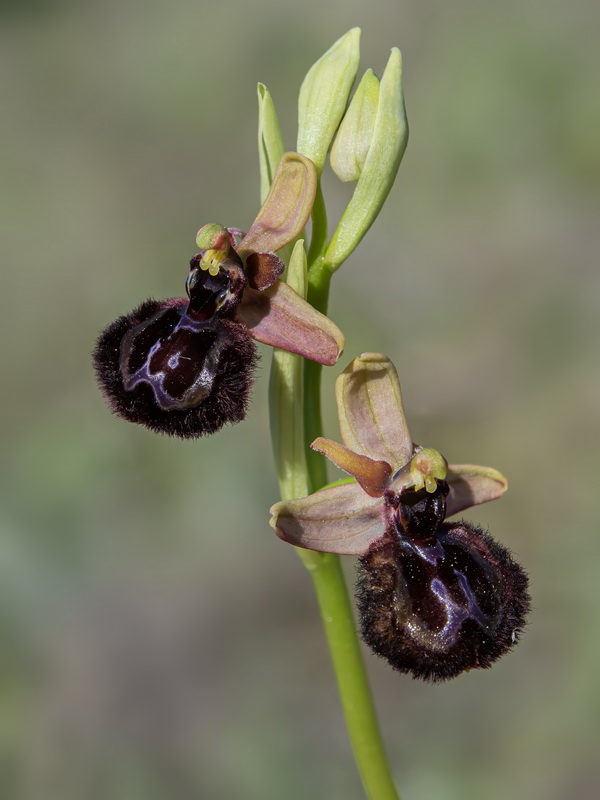 Ophrys pantaliciensis.04