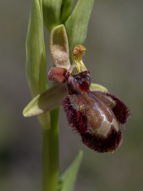 Ophrys pantaliciensis.07