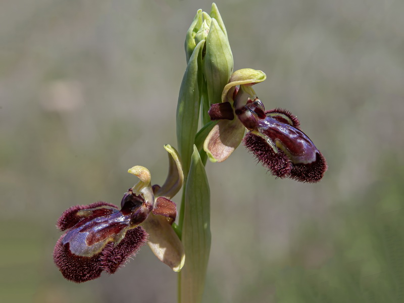 Ophrys pantaliciensis.08