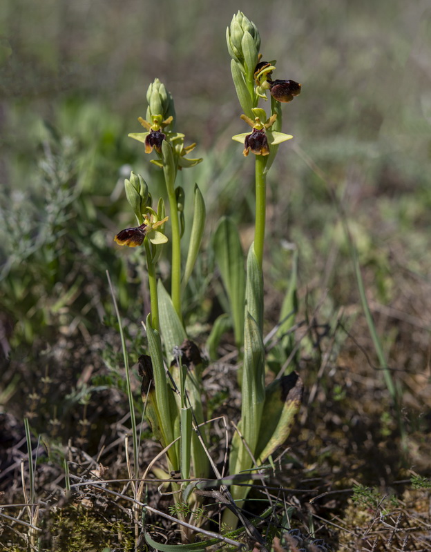 Ophrys × piscinica.01
