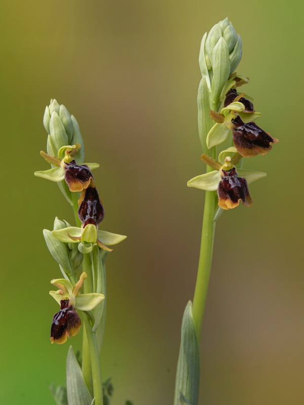Ophrys × piscinica.02