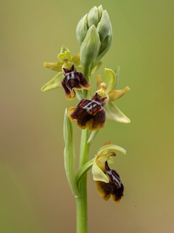 Ophrys × piscinica.03