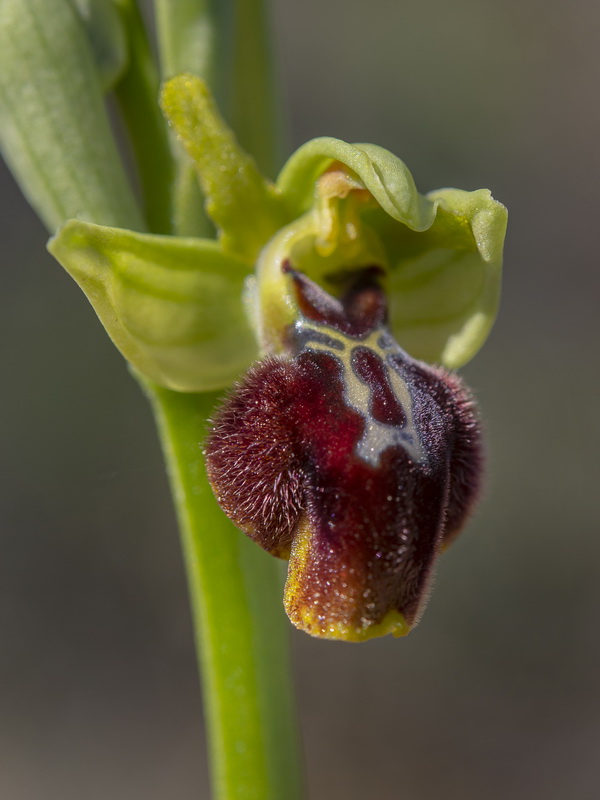Ophrys × piscinica.06