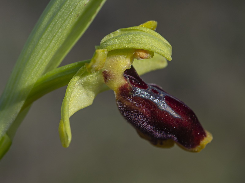 Ophrys × piscinica.07