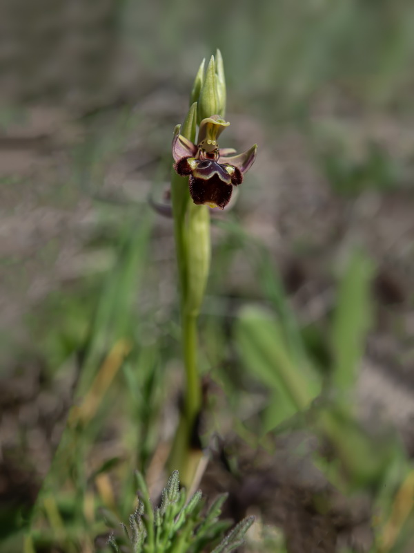 Ophrys × ruiz canoi.01