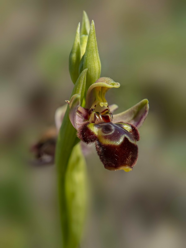 Ophrys × ruiz canoi.02