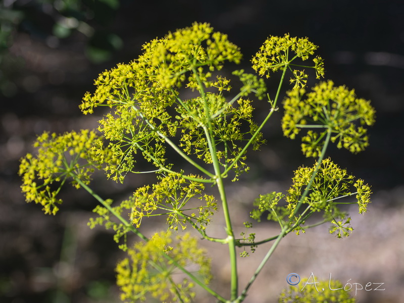 Opopanax chironium.12