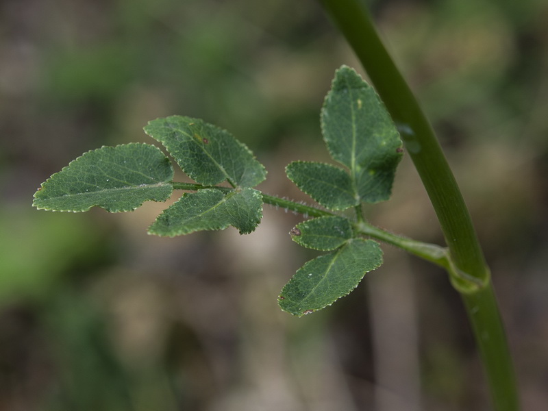 Opopanax chironium.18