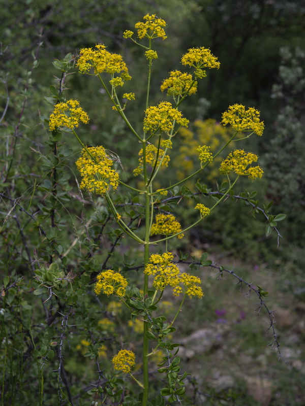 Opopanax chironium.09