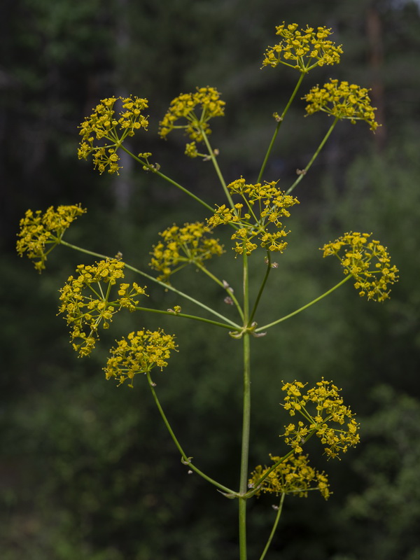 Opopanax chironium.08