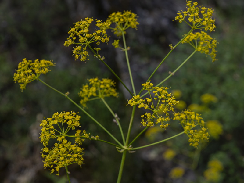 Opopanax chironium.10