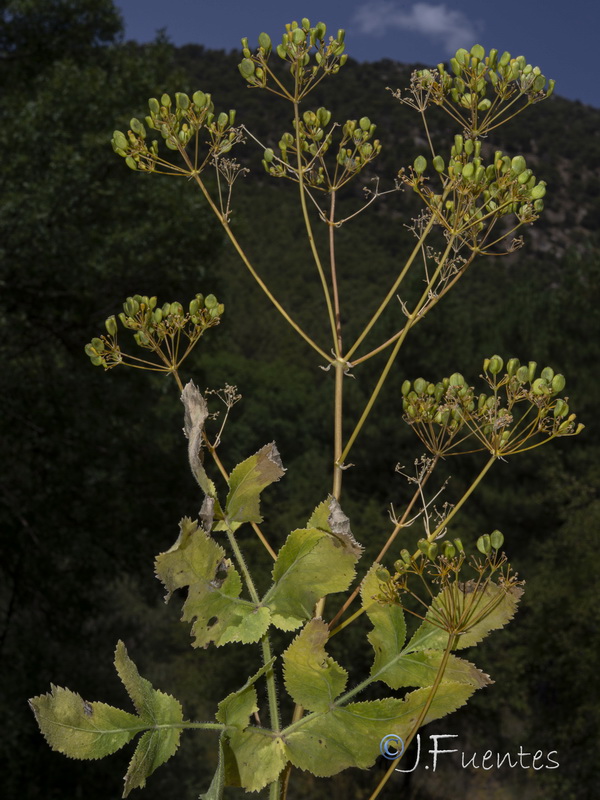 Opopanax chironium.15