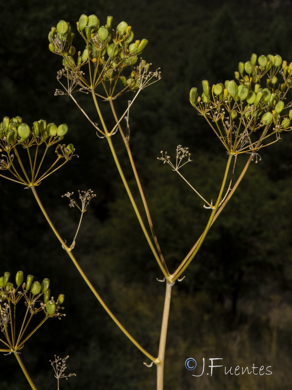 Opopanax chironium.36