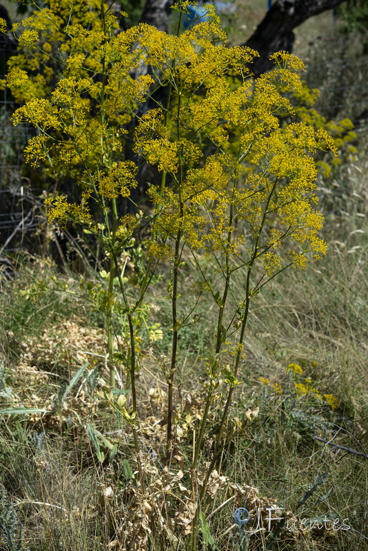 Opopanax chironium.44