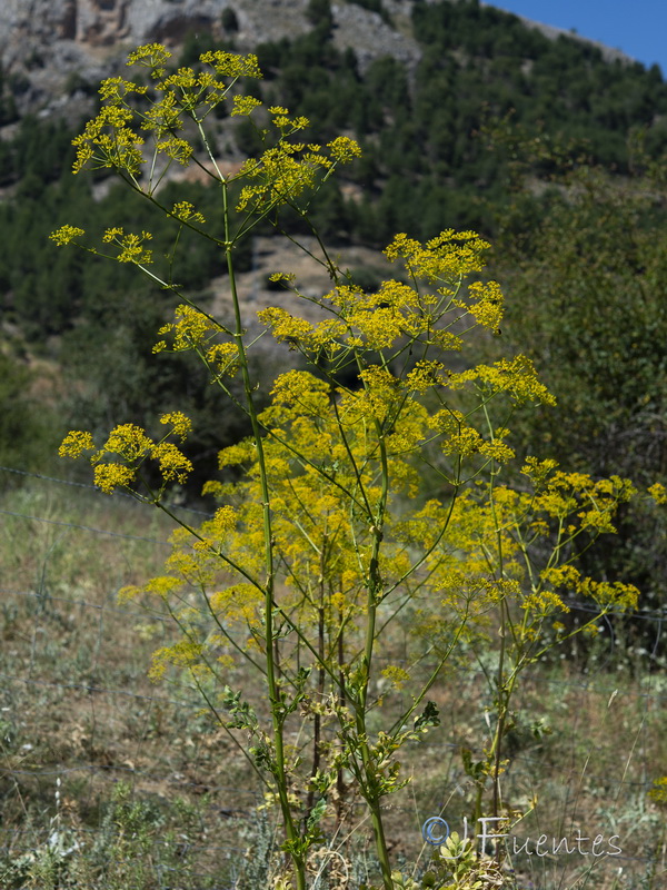 Opopanax chironium.46
