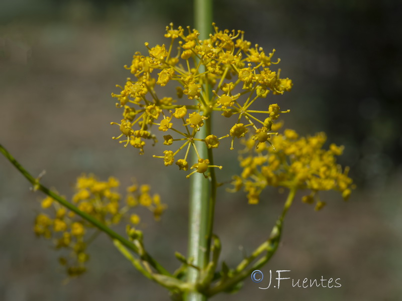 Opopanax chironium.48